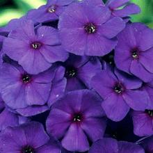 ФЛОКС НИКИ горшок-с1