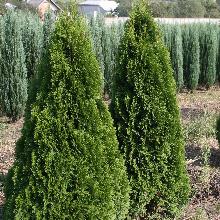 Нажмите чтобы увеличить изображение