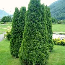 ТУЯ ЗАПАДНАЯ ХОЛМСТРУП горшок-с7,5