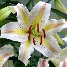 ЛИЛИЯ ГАРДЕН ПАТИ ВОСТОЧНЫЙ ГИБРИД горшок-с1