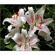 ЛИЛИЯ МУСКАДЕТ ВОСТОЧНЫЙ ГИБРИД горшок-с1