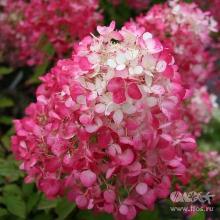 ГОРТЕНЗИЯ МЕТЕЛЬЧАТАЯ ДАЙМОНД РУЖ горшок-с1