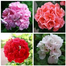 ПЕЛАРГОНИЯ ЗОНАЛЬНАЯ МАХРОВАЯ горшок-с3 флос