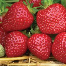 РАССАДА КЛУБНИКА РУМБА горшок-с1