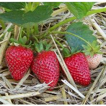 РАССАДА КЛУБНИКА РЕМОНТАНТНАЯ ТЕЛЬМА горшок-с1