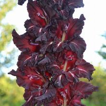 Нажмите чтобы увеличить изображение