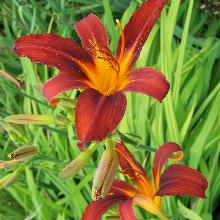 ЛИЛЕЙНИК РЕД МЭДЖИК пакет