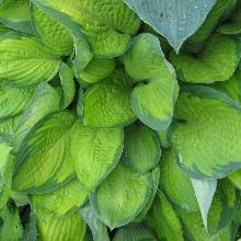 ХОСТА МИДВЕСТ МЭДЖИК пакет