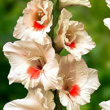 ГЛАДИОЛУС АЯКС 3шт-пакет