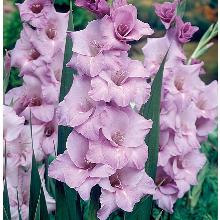 ГЛАДИОЛУС БЛУ ТРОПИК 3шт-пакет