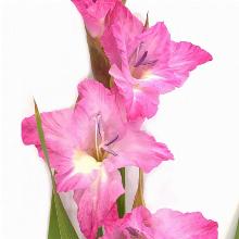 ГЛАДИОЛУС ВИОЛЕТ КИНГ 3шт-пакет