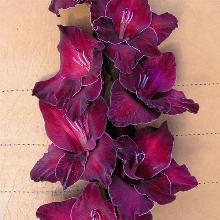 ГЛАДИОЛУС КЛОНДАЙК 3шт-пакет