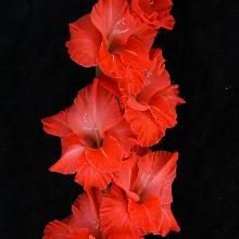 ГЛАДИОЛУС ФОРЕСТ ФАЙЕР 3шт-пакет