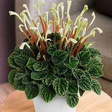 ПЕПЕРОМИЯ ЛИЛИАН горшок-с1 флос