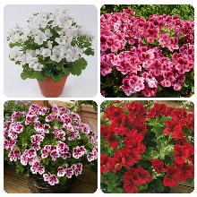 ПЕЛАРГОНИЯ КАНДИ горшок-с3 флос