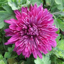 ХРИЗАНТЕМА КОРЕЙСКАЯ АННА ЯРОСЛАВНА пакет