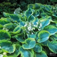 ХОСТА ФРАНС УИЛЬЯМС горшок-с1