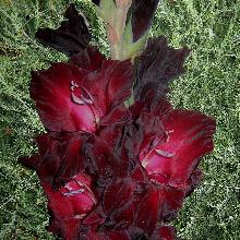 ГЛАДИОЛУС КАРДИНАЛ 10шт-пакет