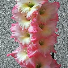 ГЛАДИОЛУС КАРЕЛЕС 10шт-пакет