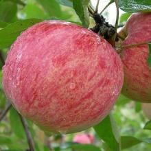 ЯБЛОНЯ КОРИЧНОЕ НОВОЕ 3-ЛЕТКА пакет