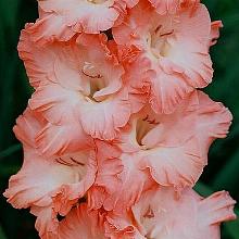 ГЛАДИОЛУС ПЕСНЯ СИРЕНЫ 3шт-пакет