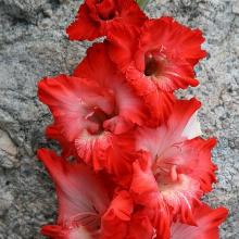 ГЛАДИОЛУС ЧЕРВЕНИ БАРОН 3шт-пакет