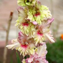 ГЛАДИОЛУС СИРЕНЕВАЯ СКАЗКА 3шт-пакет