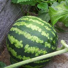 РАССАДА АРБУЗ ФОТОН кассета-6шт