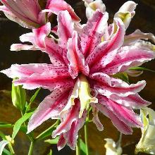 ЛИЛИЯ МЭДЖИК СТАР ВОСТОЧНЫЙ ГИБРИД горшок-с1