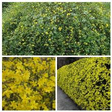 ЖАСМИН ЛЕКАРСТВЕННЫЙ горшок-с1