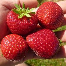 РАССАДА КЛУБНИКА ДЕРОЯЛ горшок-с1