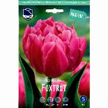 ТЮЛЬПАН ФОКСТРОТ 10шт-карточка lefeber