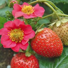 РАССАДА КЛУБНИКА РЕМОНТАНТНАЯ ВСЕМИРНЫЙ ДЕБЮТ горшок-с1