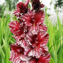 ГЛАДИОЛУС КАСТОР ЭКЗОТИК 3шт-пакет