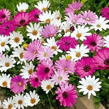 ОСТЕОСПЕРМУМ   горшок-с3 флос