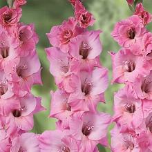 ГЛАДИОЛУС БАРТОК 3шт-пакет