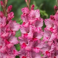 ГЛАДИОЛУС ПЕАЗАНО 3шт-пакет