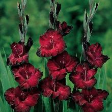 ГЛАДИОЛУС РАВЕЛЬ 3шт-пакет