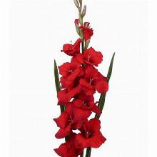 ГЛАДИОЛУС РЕД МАТАДОР 3шт-пакет