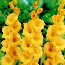 ГЛАДИОЛУС ВЕДЕТТА 3шт-пакет