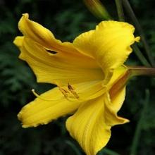 ЛИЛЕЙНИК ДЭНСИНГ ЭЛЬФ пакет