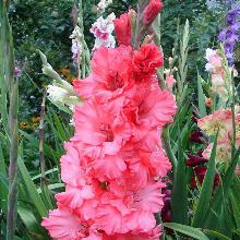 ГЛАДИОЛУС ОСТАНОВИСЬ МГНОВЕНИЕ 3шт-пакет