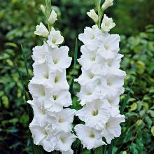 ГЛАДИОЛУС УАЙТ ФРЕНДШИП 3шт-пакет