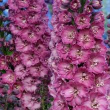 ДЕЛЬФИНИУМ ЧЕРРИ БЛОС РЕЙТ горшок-с2