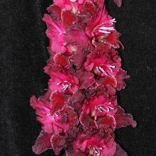 ГЛАДИОЛУС БЕЛОСТОК 1941 3шт-пакет