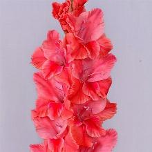 ГЛАДИОЛУС БЕРН ДЭНС 3шт-пакет