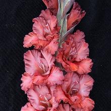 ГЛАДИОЛУС БИЗОН 3шт-пакет