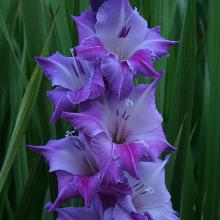 ГЛАДИОЛУС БЛУ БЬЮТТИ 3шт-пакет