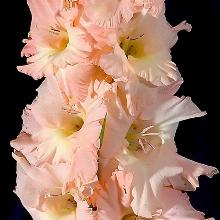 ГЛАДИОЛУС БОГИНЯ ЛЮБВИ 3шт-пакет