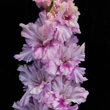 ГЛАДИОЛУС ВА БАНК 3шт-пакет